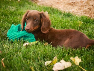 Dachshund dogs - Ad 20