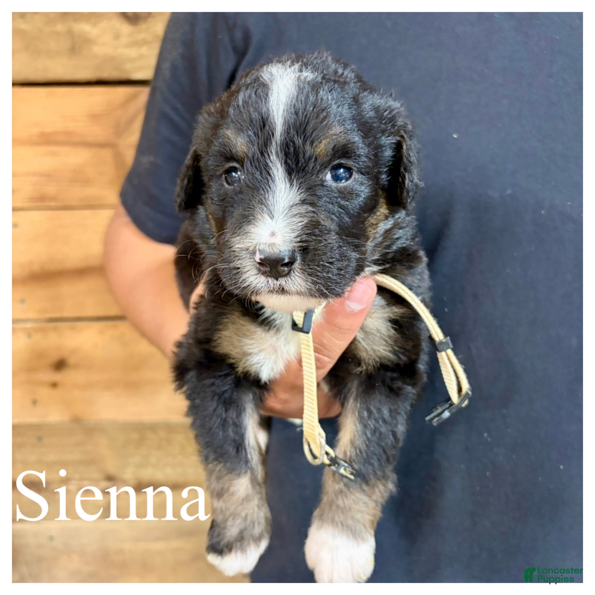 Bernedoodle dogs Sienna- Standard F1 - Ad 21