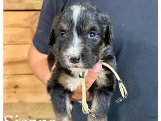 Bernedoodle dogs Sienna- Standard F1 - Ad 21