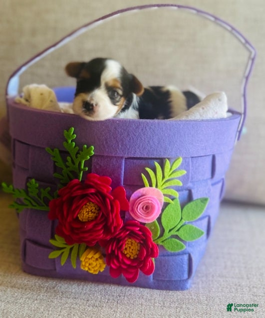 Biewer Terrier dogs Biewer Terrier Puppy 3 - Ad 1