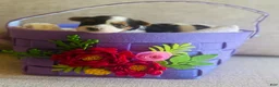 Biewer Terrier dogs for sale: Biewer Terrier Puppy 3 - Ad 2