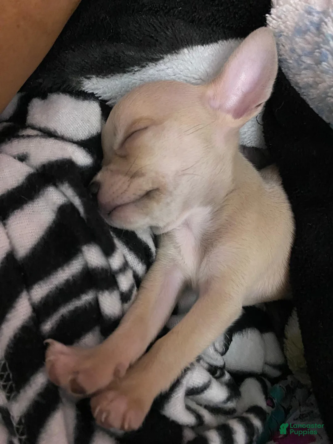Chihuahua dogs for sale: Chihuahua Puppy 1 - Ad 2