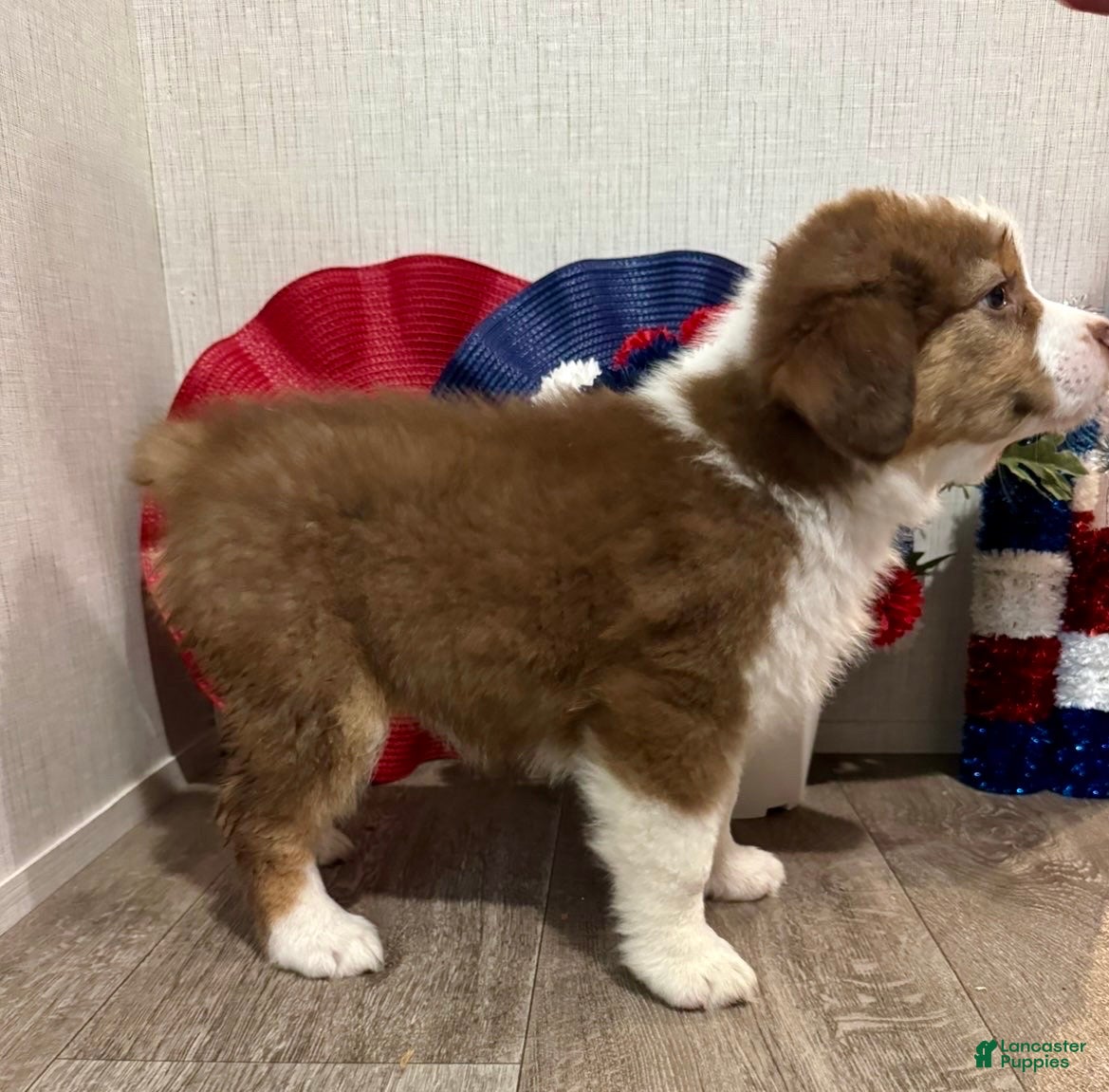 Australian Shepherd dogs Millie - Ad 2