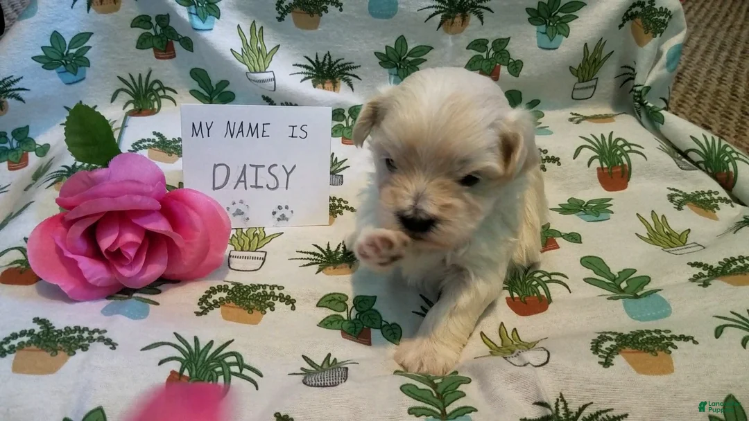 Maltipoo dogs for sale: Daisy - Ad 8
