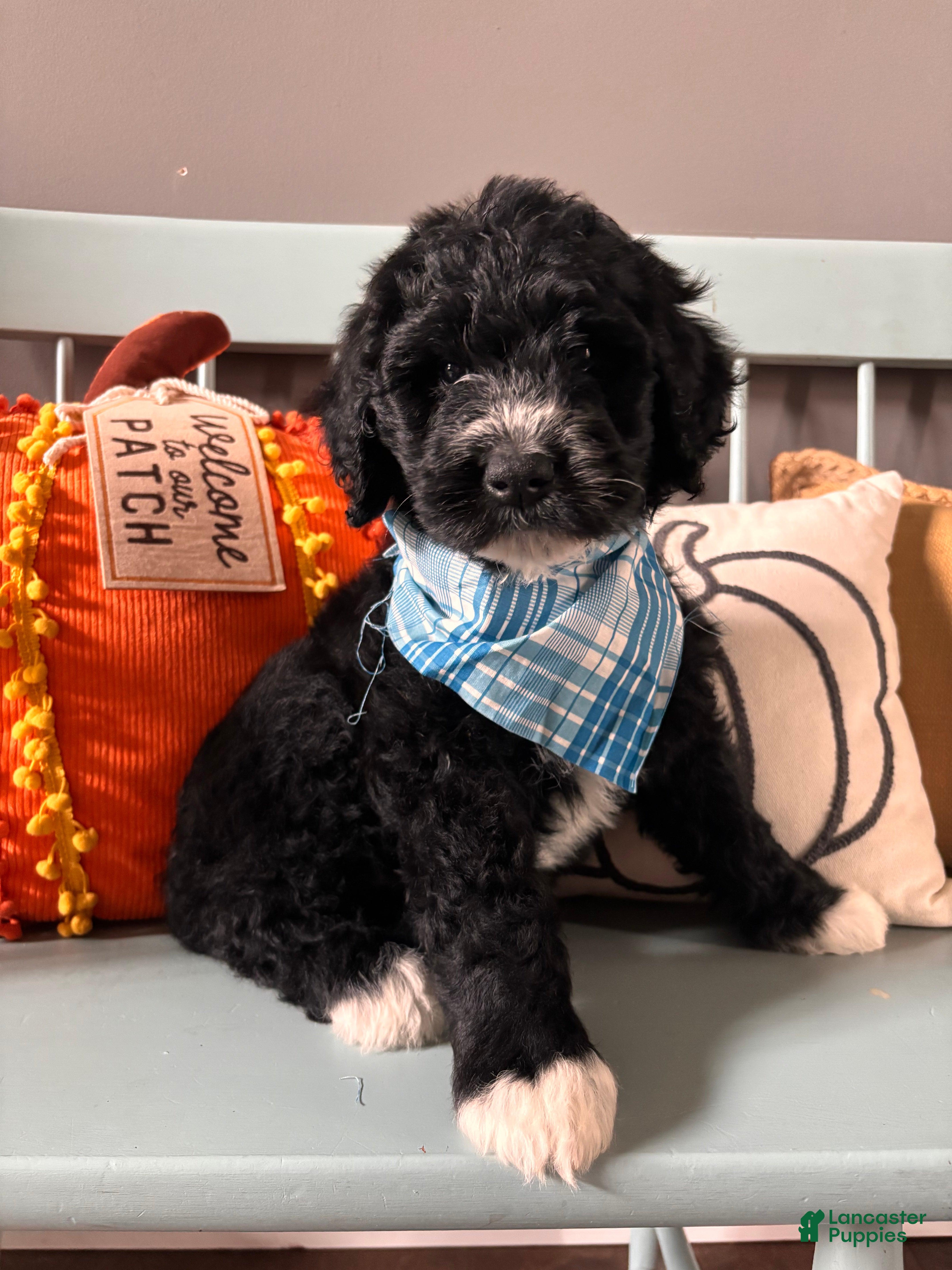 Bernedoodle dogs Frank  - Ad 25