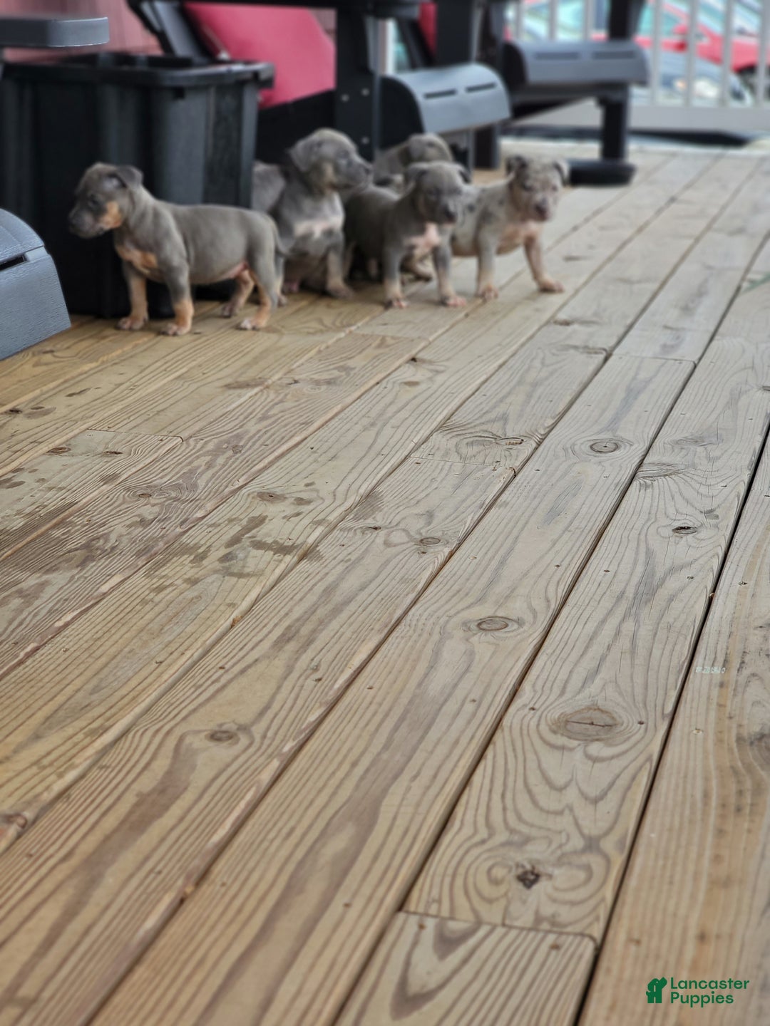 American Bully dogs for sale: American Bully Puppy 1 - Ad 15