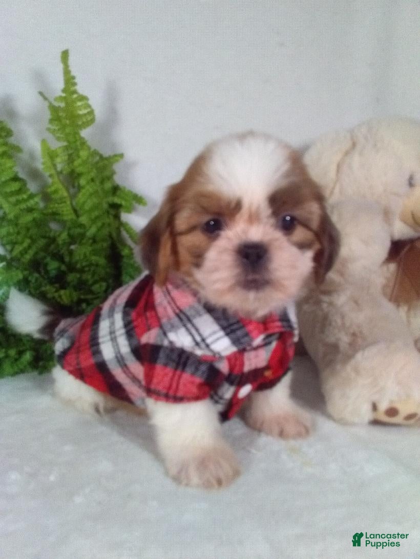 Shih Tzu dogs Asher - Ad 1