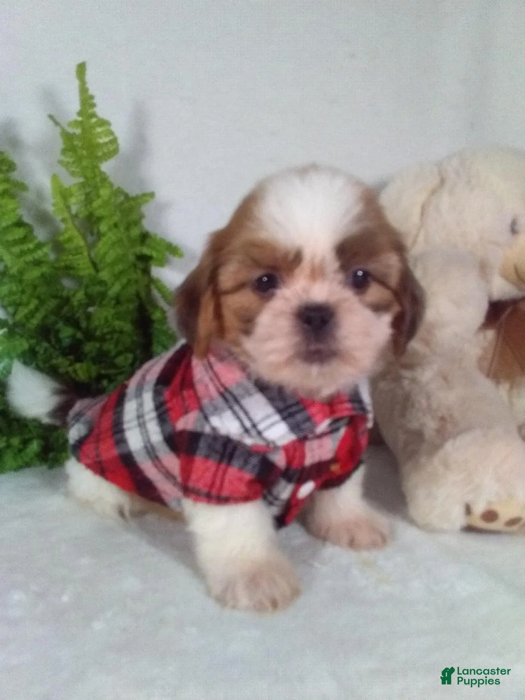 Shih Tzu dogs for sale: Asher - Ad 1