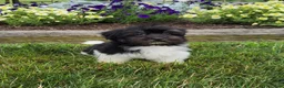 Havanese dogs for sale: Toby - Ad 13
