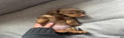 Miniature Dachshund dogs for sale: Miniature Dachshund Puppy 1 - Ad 4