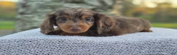 Miniature Dachshund dogs for sale: Remy  - Ad 32