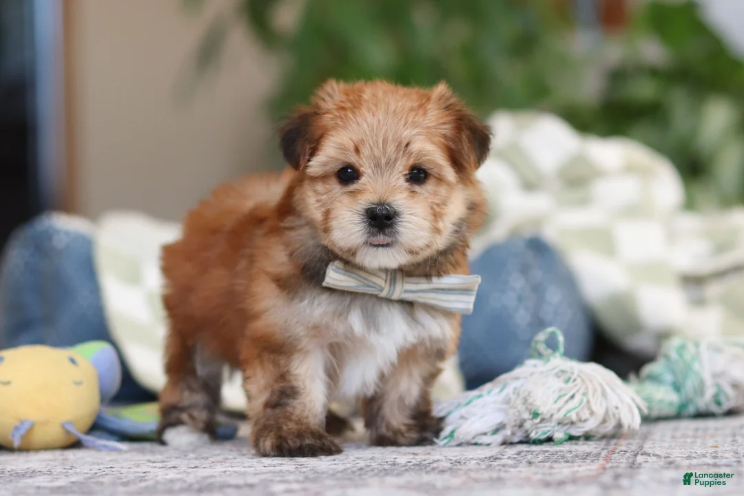 Morkie dogs for sale: Taylor - Ad 5