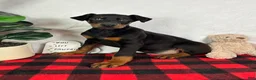 Doberman Pinscher dogs for sale: Duke - Ad 3