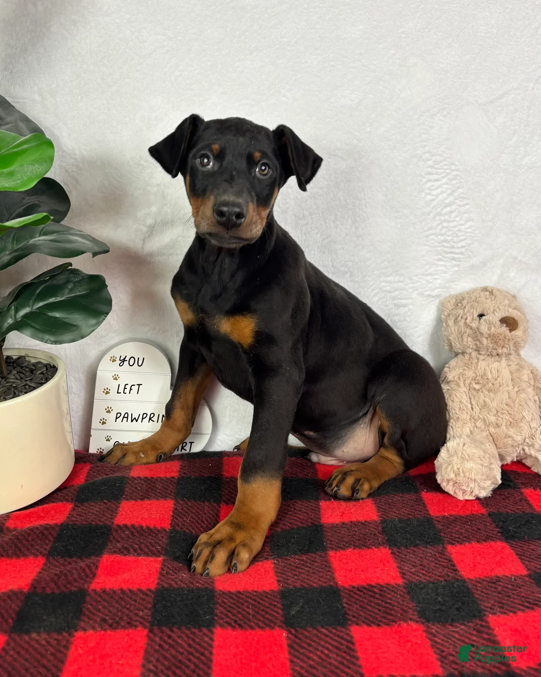 Doberman Pinscher dogs for sale: Duke - Ad 3