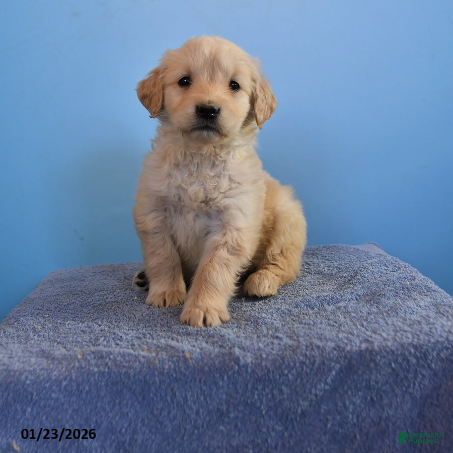 Golden Retriever dogs Olivia - Ad 4