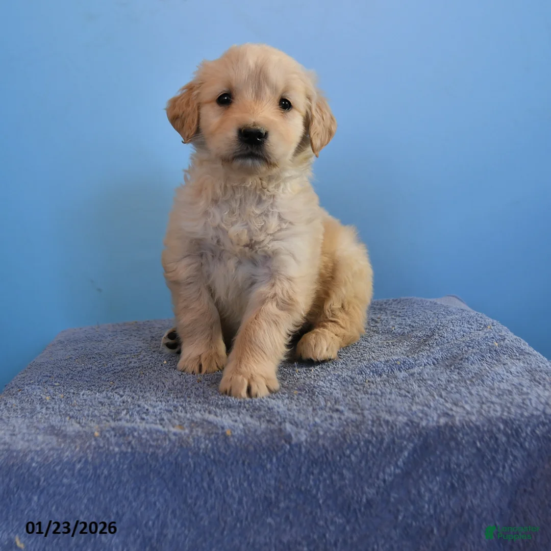 Golden Retriever dogs for sale: Olivia - Ad 1