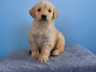 Golden Retriever dogs Olivia - Ad 4