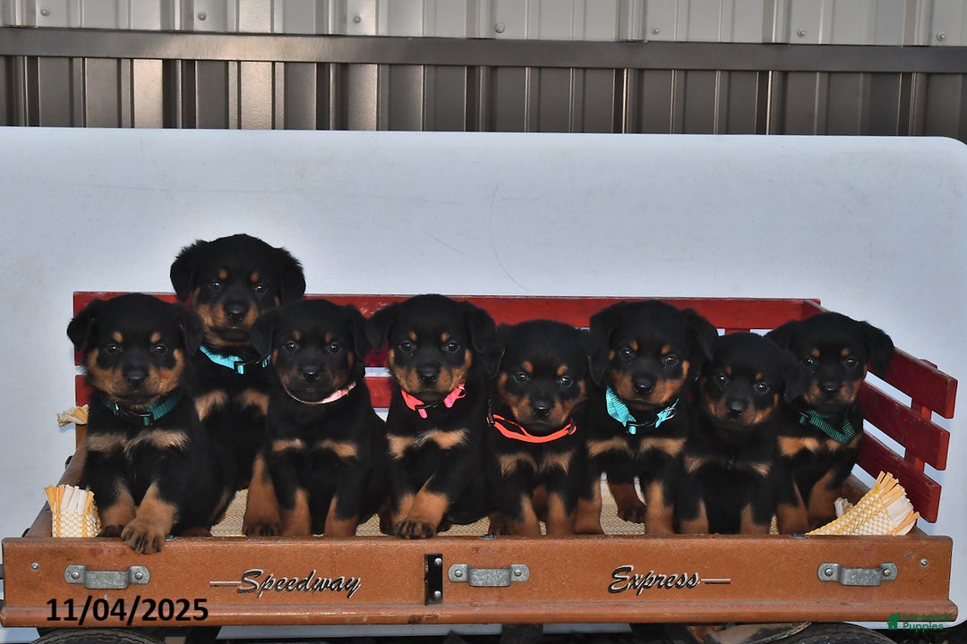 Rottweiler dogs for sale: Mya - Ad 3
