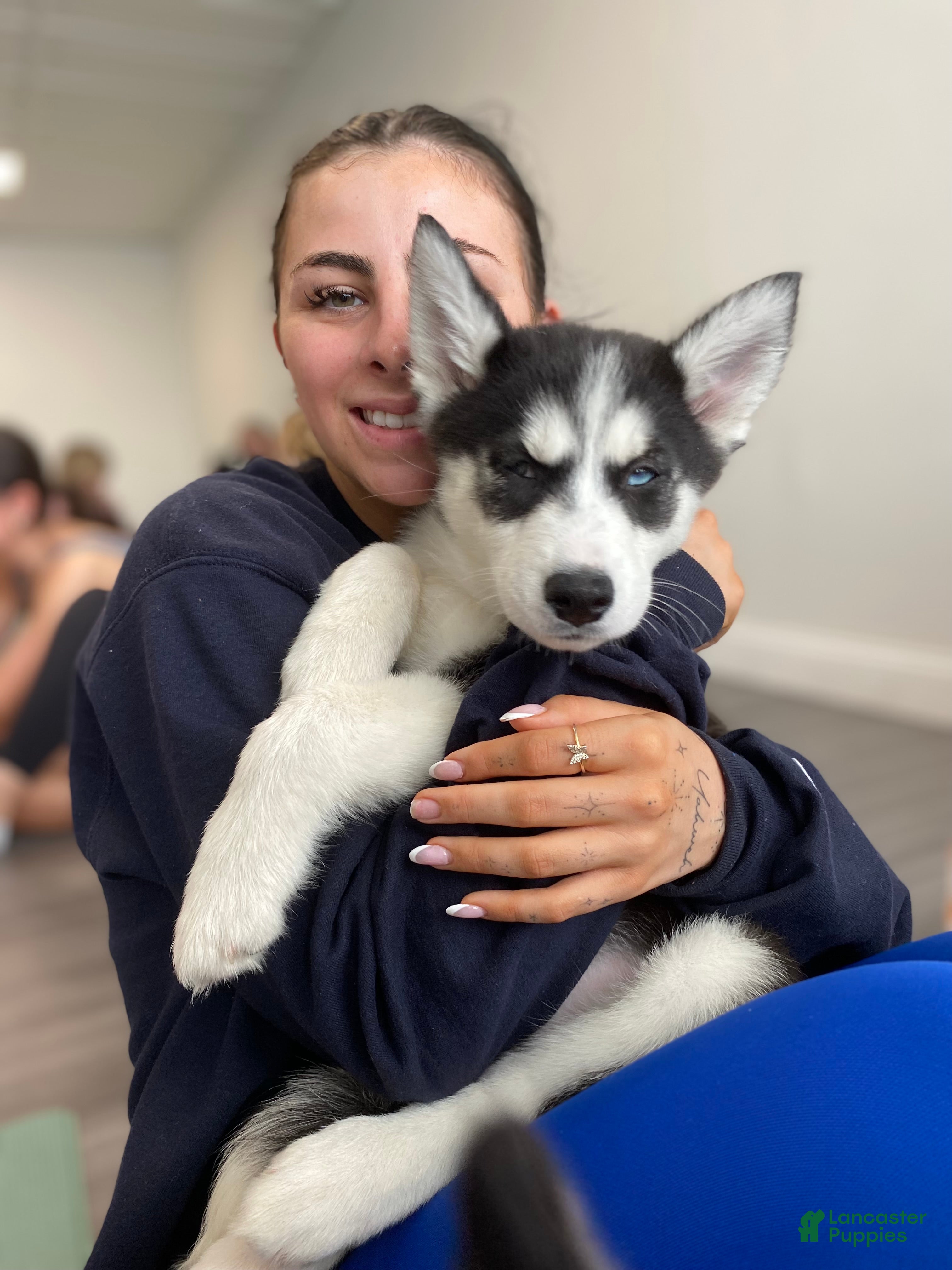 Siberian Husky dogs Princess - Ad 34