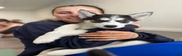 Siberian Husky dogs for sale: Princess - Ad 1