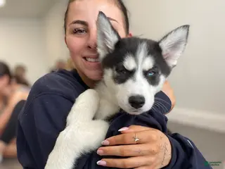 Siberian Husky dogs Princess - Ad 34