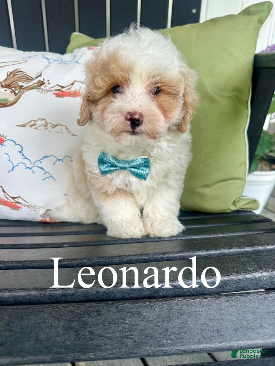 Mixed Breed dogs Leonardo - Micro Mini F1b - Ad 1