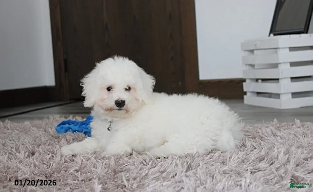 Bichon Frise dogs for sale: Rory - Ad 7
