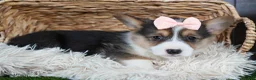 Welsh Corgi Pembroke dogs for sale: Roxanne - Ad 20