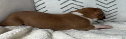 Boxer dogs for sale: Dozer - Ad 6