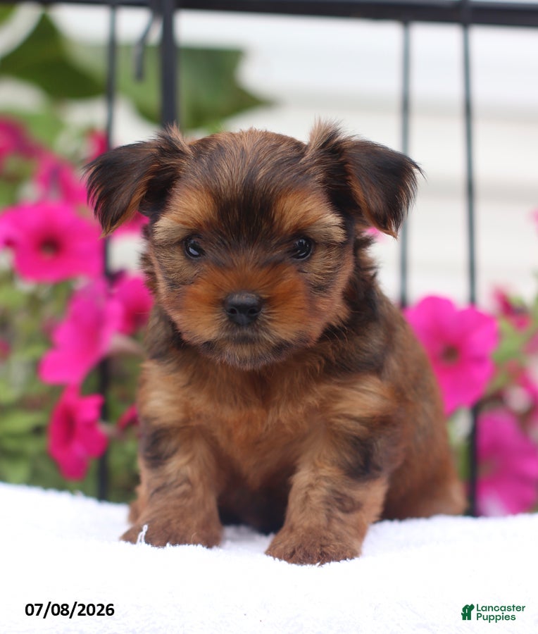 Shorkie dogs Muffin - Ad 2