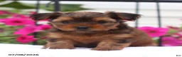 Shorkie dogs for sale: Muffin - Ad 2