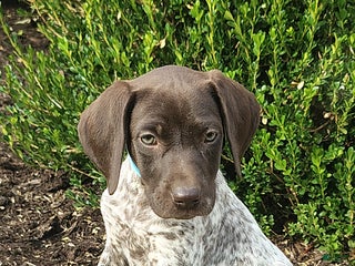 German Shorthaired Pointer dogs - Ad 36