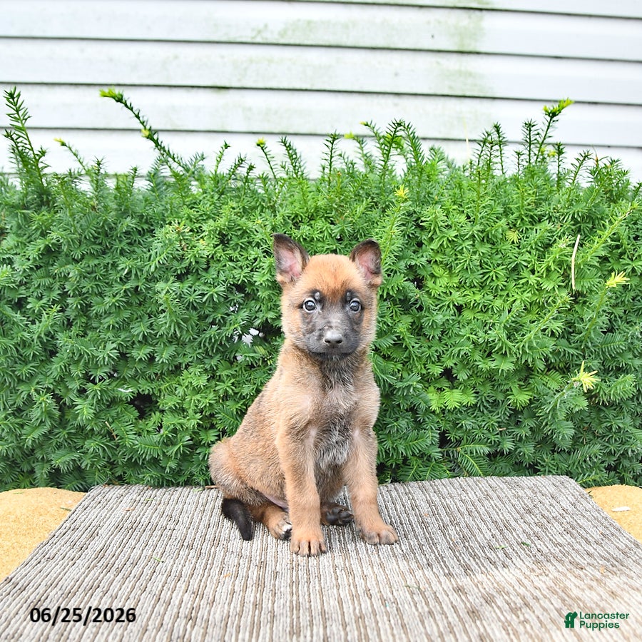 Mixed Breed dogs Archie - Ad 2