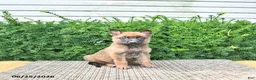 Mixed Breed dogs for sale: Archie - Ad 2