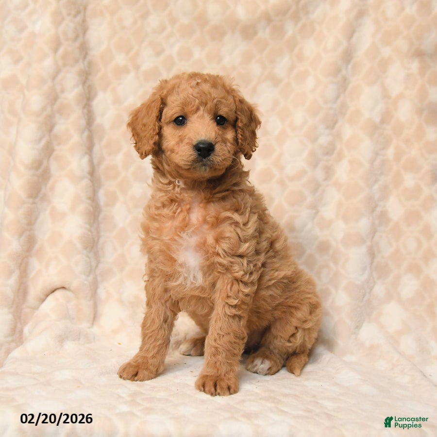 Miniature Poodle dogs Bella   - Ad 2
