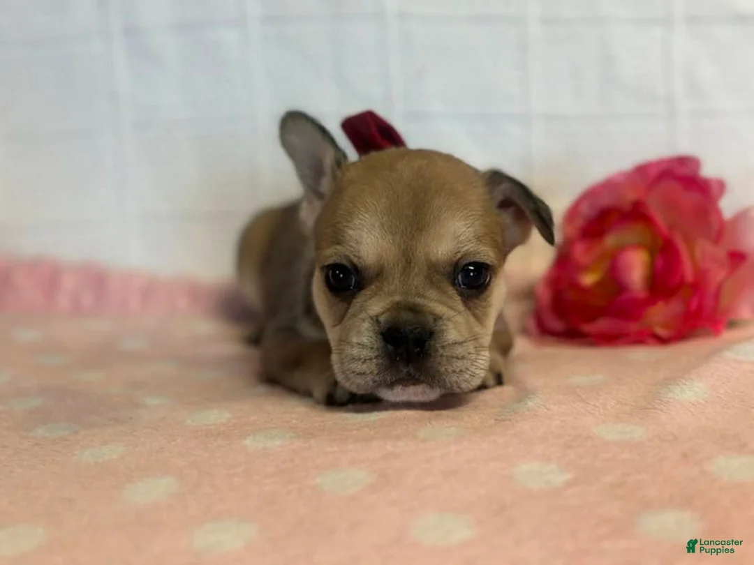 French Bulldog dogs for sale: Sugar Cane - Ad 2