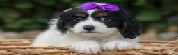 Cavapoo dogs for sale: Priscilla🌸 - Ad 16