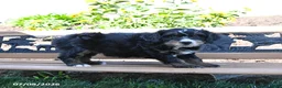 Mini Bernedoodle dogs for sale: Leah - Ad 3