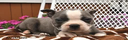 Boston Terrier dogs for sale: Leo  - Ad 4