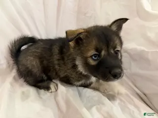 Pomsky dogs Copper - Ad 5