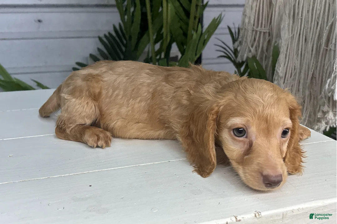 Miniature Dachshund dogs for sale: Vincent - Ad 1