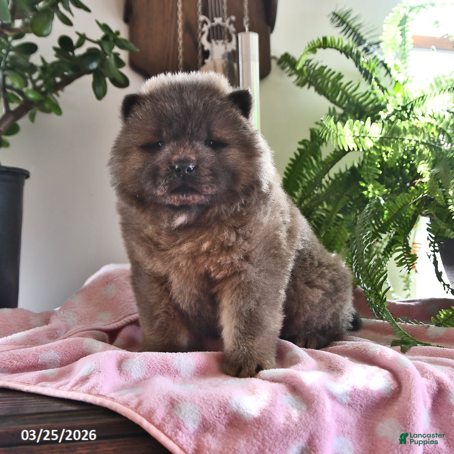 Chow Chow dogs Maya - Ad 2