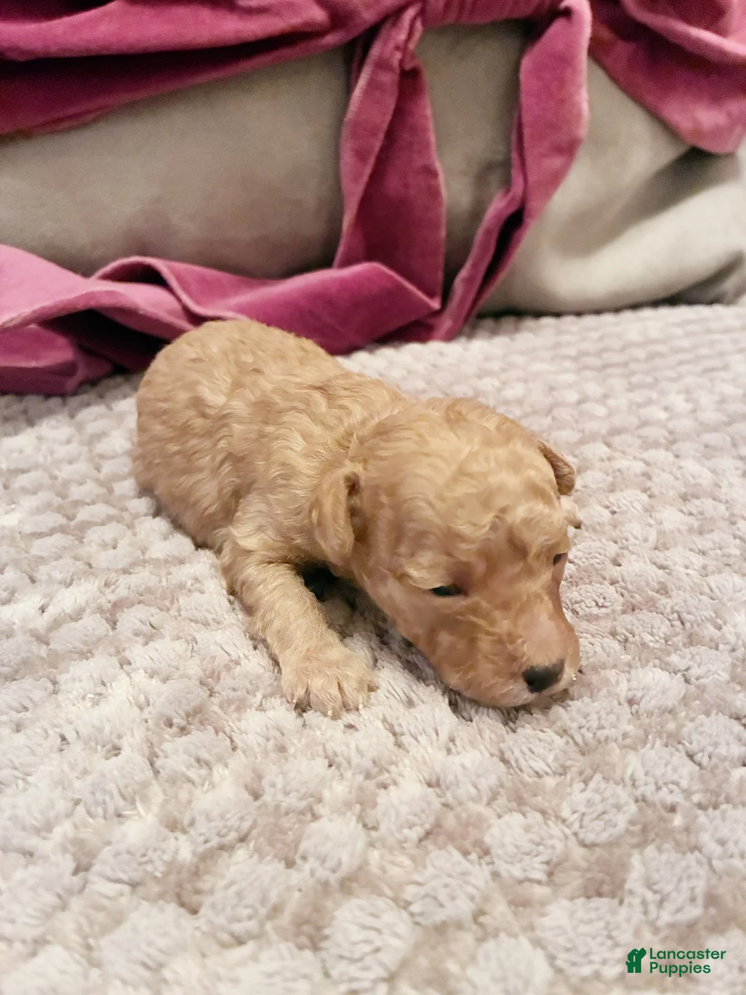 Toy Poodle dogs for sale: Apollodorus Tut ,  Toy Poodle Puppy - Ad 3