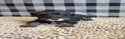 Miniature Schnauzer dogs for sale: Sam - Ad 5