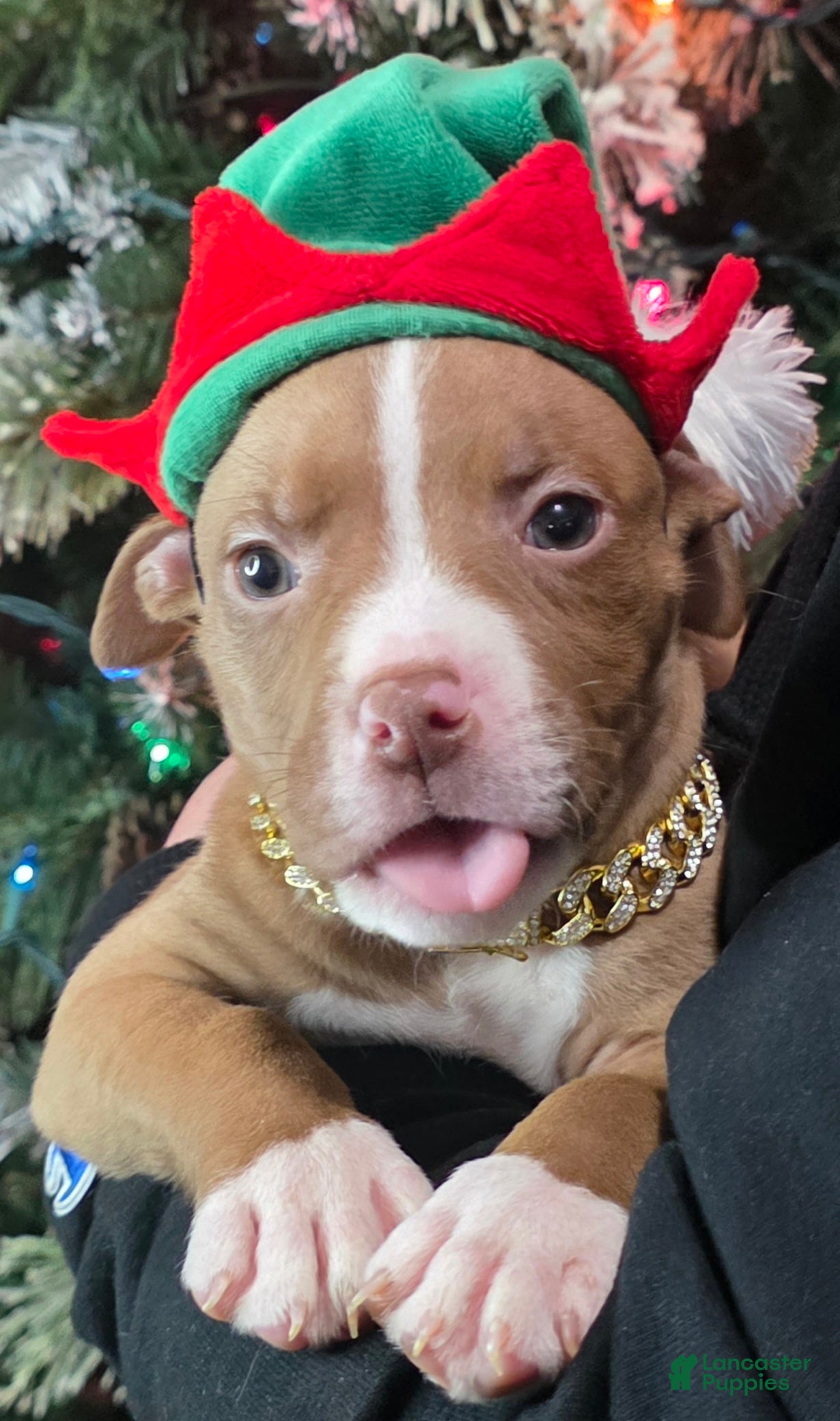 American Pit Bull Terrier dogs Xeena  - Ad 16