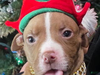 American Pit Bull Terrier dogs Xeena - Ad 20