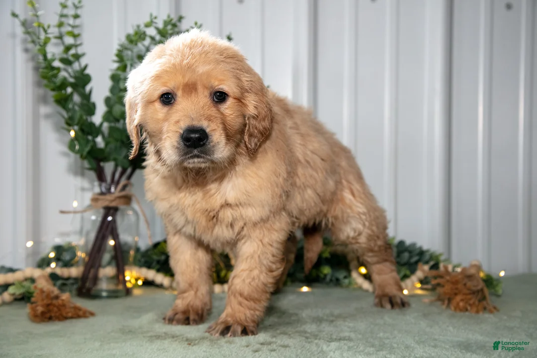 Golden Retriever dogs for sale: Hunter - Ad 2