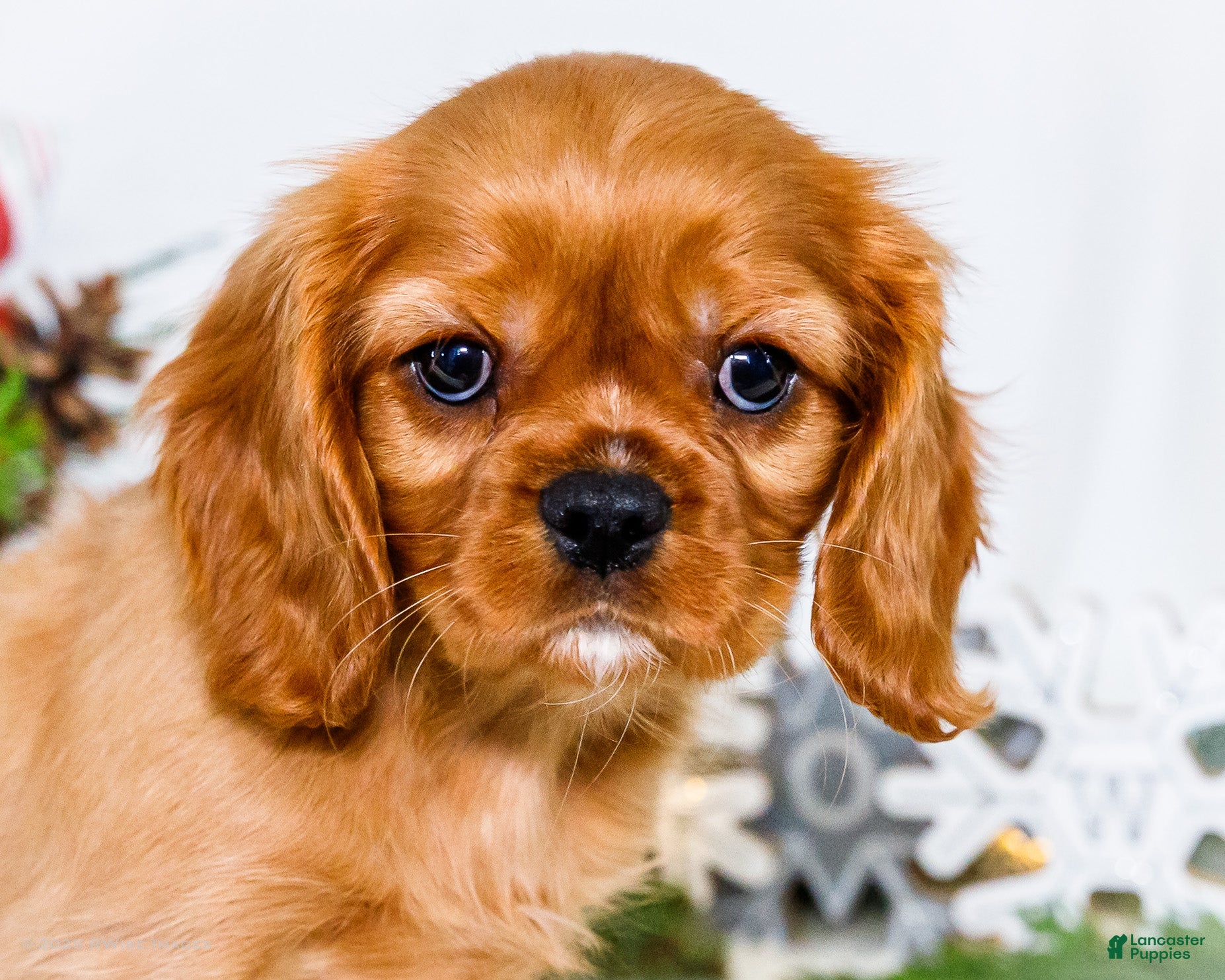 Cavalier King Charles Spaniel dogs Gingersnap - Ad 19