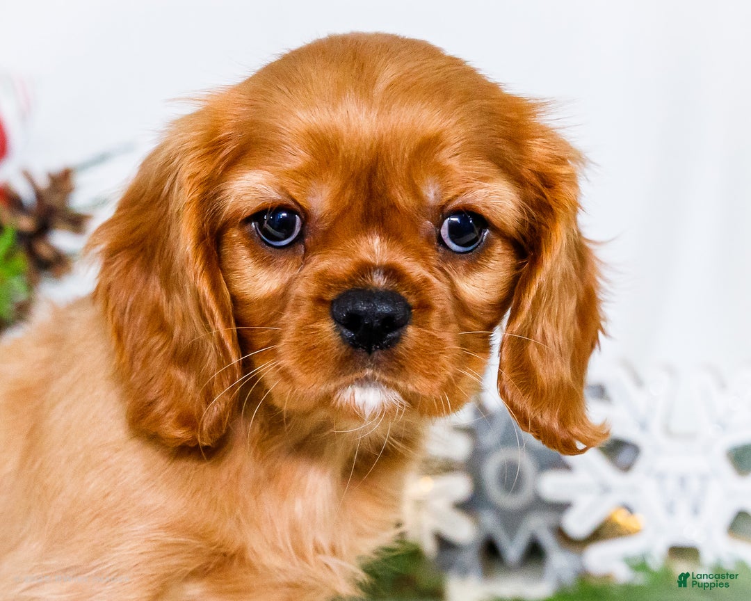 Cavalier King Charles Spaniel dogs for sale: Gingersnap - Ad 2