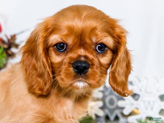 Cavalier King Charles Spaniel dogs Gingersnap - Ad 6